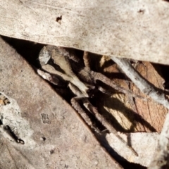 Argoctenus sp. (genus) (Wandering ghost spider) at Aranda, ACT - 17 Sep 2023 by KorinneM