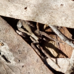 Argoctenus sp. (genus) at Aranda, ACT - 17 Sep 2023 04:00 PM