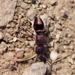 Mutillidae (family) at Aranda, ACT - 17 Sep 2023