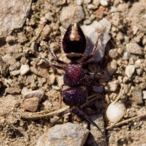 Mutillidae (family) at Aranda, ACT - 17 Sep 2023