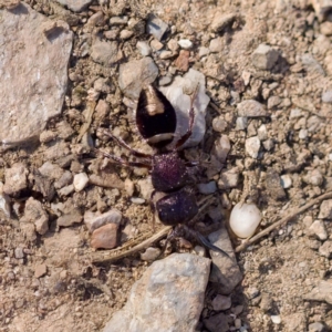 Mutillidae (family) at Aranda, ACT - 17 Sep 2023