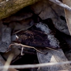 Uresiphita ornithopteralis (Tree Lucerne Moth) at Aranda, ACT - 17 Sep 2023 by KorinneM