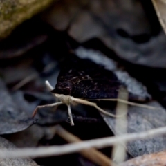 Uresiphita ornithopteralis at Aranda, ACT - 17 Sep 2023