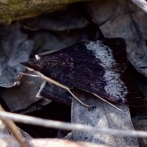 Uresiphita ornithopteralis at Aranda, ACT - 17 Sep 2023