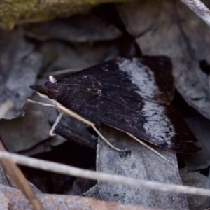 Uresiphita ornithopteralis at Aranda, ACT - 17 Sep 2023