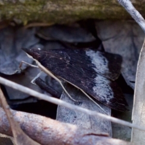 Uresiphita ornithopteralis at Aranda, ACT - 17 Sep 2023