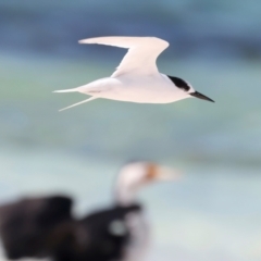Sternula nereis at Houtman Abrolhos, WA - 17 Apr 2024 03:33 PM