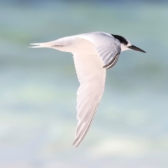 Sternula nereis at Houtman Abrolhos, WA - 17 Apr 2024 03:33 PM