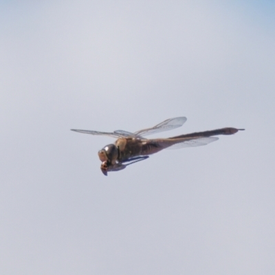 Anax papuensis (Australian Emperor) at Theodore, ACT - 21 Aug 2024 by RomanSoroka