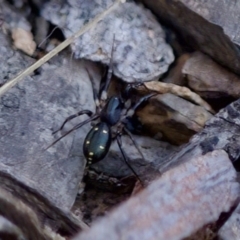 Habronestes sp. (genus) at Aranda, ACT - 17 Sep 2023 by KorinneM