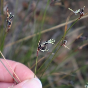 Unidentified at suppressed - 10 Aug 2024