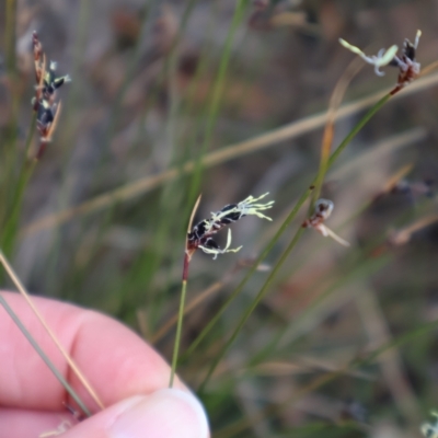 Unidentified Rush, Sedge or Mat Rush at Tianjara, NSW - 10 Aug 2024 by Clarel