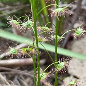 Drosera auriculata at Ulladulla, NSW - 10 Aug 2024