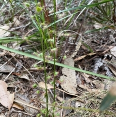 Drosera auriculata at Ulladulla, NSW - 10 Aug 2024