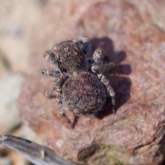 Salticidae (family) at Aranda, ACT - 17 Sep 2023 by KorinneM