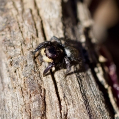 Salticidae sp. 'Golden palps' (Unidentified jumping spider) at Aranda, ACT - 17 Sep 2023 by KorinneM