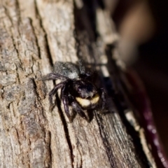 Salticidae sp. 'Golden palps' at Aranda, ACT - 17 Sep 2023