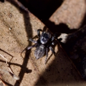 Salticidae sp. 'Golden palps' at Aranda, ACT - 17 Sep 2023