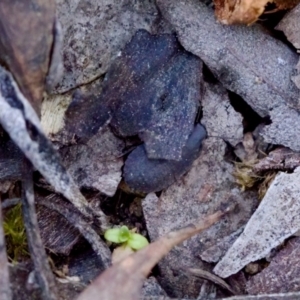 Laxta sp. (genus) at Aranda, ACT - 17 Sep 2023