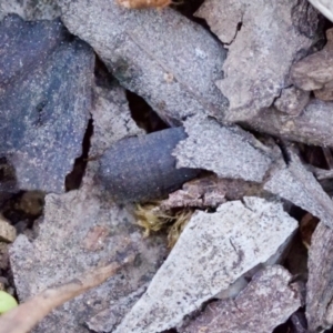 Laxta sp. (genus) at Aranda, ACT - 17 Sep 2023