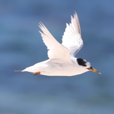 Sternula nereis (Fairy Tern) at Houtman Abrolhos, WA - 17 Apr 2024 by jb2602