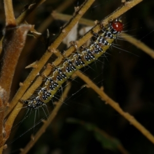 Uresiphita ornithopteralis at Freshwater Creek, VIC - 2 Mar 2022