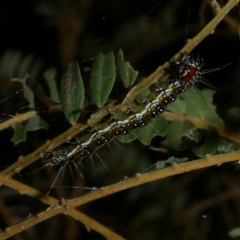 Uresiphita ornithopteralis at Freshwater Creek, VIC - 2 Mar 2022