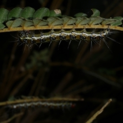 Uresiphita ornithopteralis at Freshwater Creek, VIC - 2 Mar 2022