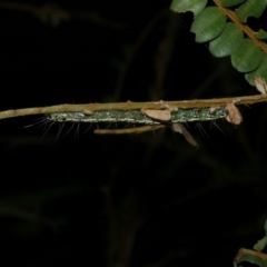 Uresiphita ornithopteralis at Freshwater Creek, VIC - 2 Mar 2022