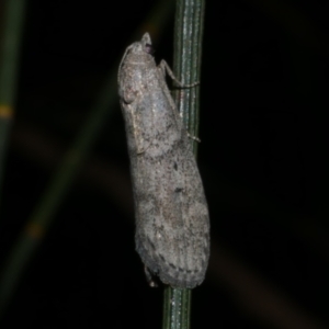 Heteromicta pachytera at Freshwater Creek, VIC - 2 Mar 2022 09:40 PM