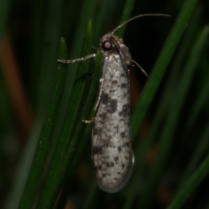 Conoeca guildingi at Freshwater Creek, VIC - 2 Mar 2022 09:42 PM