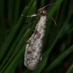 Conoeca guildingi at Freshwater Creek, VIC - 2 Mar 2022 09:42 PM