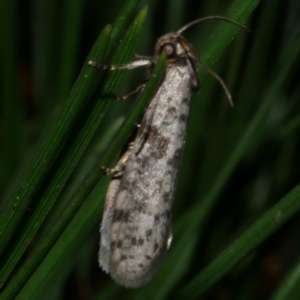 Conoeca guildingi at Freshwater Creek, VIC - 2 Mar 2022 09:42 PM