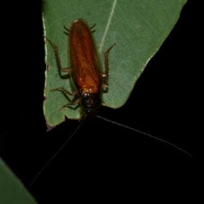 Blattodea (order) at Freshwater Creek, VIC - 2 Mar 2022 by WendyEM