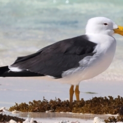 Larus pacificus (Pacific Gull) at Houtman Abrolhos, WA - 17 Apr 2024 by jb2602