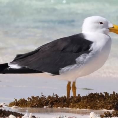 Larus pacificus (Pacific Gull) at Houtman Abrolhos, WA - 17 Apr 2024 by jb2602