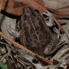 Limnodynastes tasmaniensis (Spotted Grass Frog) at Freshwater Creek, VIC - 2 Mar 2022 by WendyEM