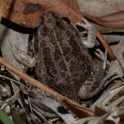 Limnodynastes tasmaniensis (Spotted Grass Frog) at Freshwater Creek, VIC - 2 Mar 2022 by WendyEM