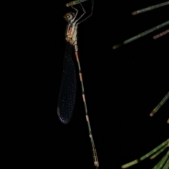 Austrolestes leda (Wandering Ringtail) at Freshwater Creek, VIC - 2 Mar 2022 by WendyEM