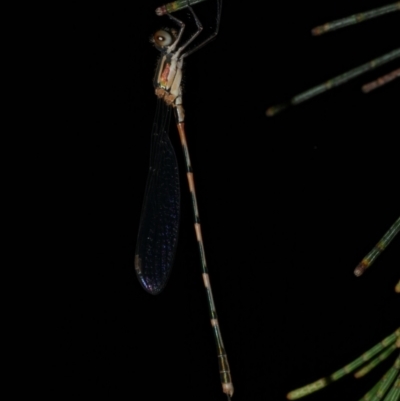 Austrolestes leda at Freshwater Creek, VIC - 2 Mar 2022 by WendyEM