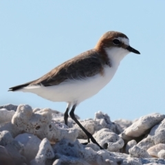 Anarhynchus ruficapillus at Houtman Abrolhos, WA - 18 Apr 2024