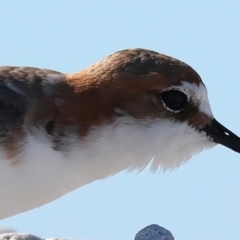 Anarhynchus ruficapillus at Houtman Abrolhos, WA - 18 Apr 2024