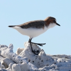 Anarhynchus ruficapillus at Houtman Abrolhos, WA - 18 Apr 2024