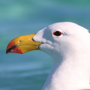 Larus pacificus at Houtman Abrolhos, WA - 18 Apr 2024