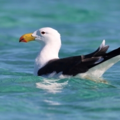 Larus pacificus at Houtman Abrolhos, WA - 18 Apr 2024 11:17 AM