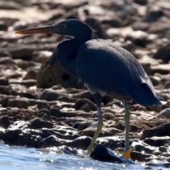 Egretta sacra (Eastern Reef Egret) at Houtman Abrolhos, WA - 18 Apr 2024 by jb2602