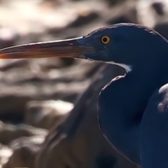 Egretta sacra at Houtman Abrolhos, WA - 18 Apr 2024