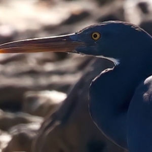 Egretta sacra at Houtman Abrolhos, WA - 18 Apr 2024