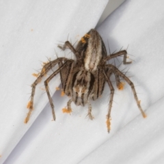 Oxyopes (genus) (Lynx spider) at Melba, ACT - 21 Aug 2024 by kasiaaus