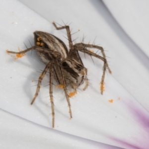 Oxyopes sp. (genus) at Melba, ACT - 21 Aug 2024